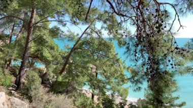 Rahatlatıcı, huzurlu bir video, güzel doğa, çam ağaçlarının dalları arasında, bir sürü asılı koni, turkuaz deniz suyunu, doğanın ve suyun sesini görebilirsiniz.