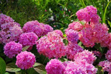 Pembe ortanca çiçeği, yeşil yapraklı toplar şeklinde kızıl yüzgeçler, güzel, harika bir bitki.