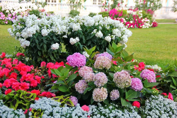Hermoso Macizo Flores Que Crece Hortensias Floreciendo Inflorescencias Globulares Color — Foto de Stock