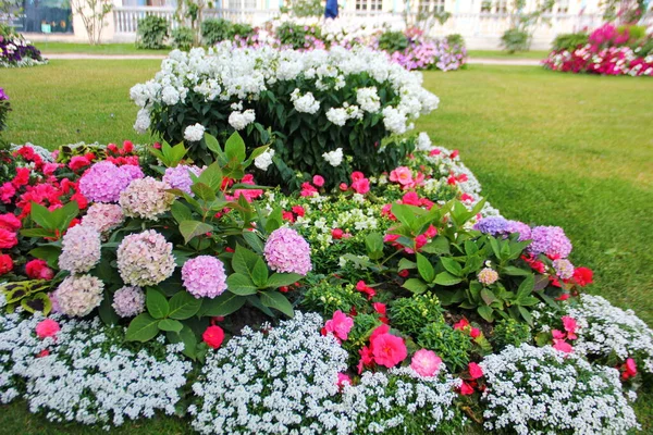 Beautiful Flowerbed Which Grows Hydrangea Blooming Pink Globular Inflorescences Next — Stock Photo, Image