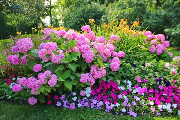 Luxuriosamente Florescendo Hortênsia Bush Rosa Outras Plantas Crescem Nas Proximidades Imagem De Stock