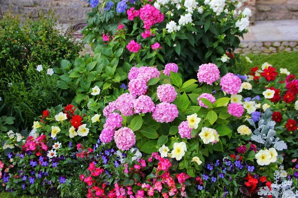 Bush Blommande Rosa Hortensia Gudar Bland Mängd Olika Blommor Olika — Stockfoto