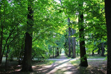 Park 'ta bir an, ara sokakta, uzun ağaçların arasında bir patika, yeşil yaprakların arasında, güneş ışınları tacın arkasından çıkıyor, yürümek için sessiz bir yer.