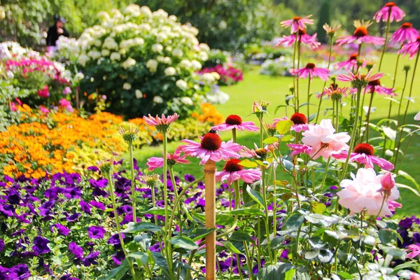 Fialové Květy Rostliny Echinacea Popředí Mírně Propletené Růžovou Růží Pozadí — Stock fotografie