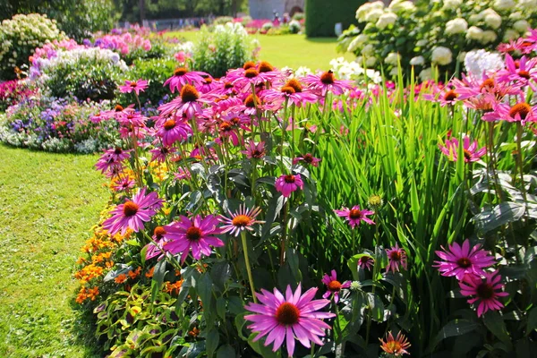 Papatya çiçeğine benzer bir çiçek, mor renkli bir Echinacea, geniş, pelüş bir fırça, diğer parlak çiçeklerle birlikte bir çiçek tarlasının arka planında