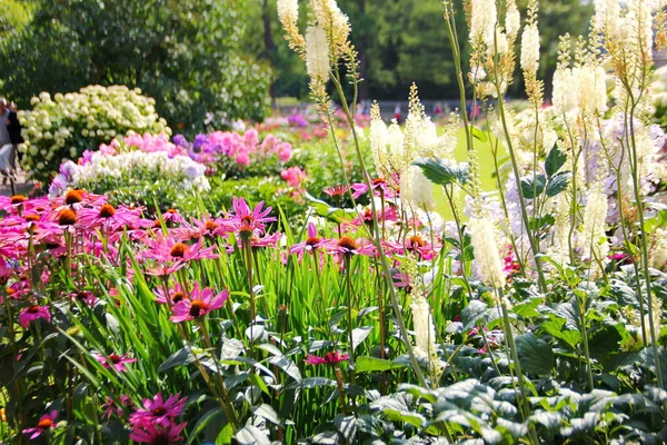 Çiçek Clopogon kordifolisi, mor çiçekli Echinacea ile aynı yatakta büyür, diğer birçok çiçeğin arka planında parlak renkli, Park, bahçe