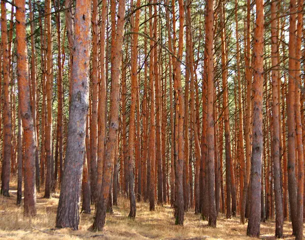 Bir Çok Kahverengi Kozalaklı Ağaç Gövdesi Çam Orman Ilkbahar Başlarında — Stok fotoğraf
