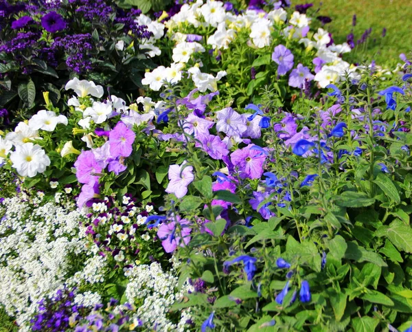 Łóżko Kwiatowe Różnych Kolorach Biały Niebieski Fioletowy Wśród Zielonych Liści — Zdjęcie stockowe