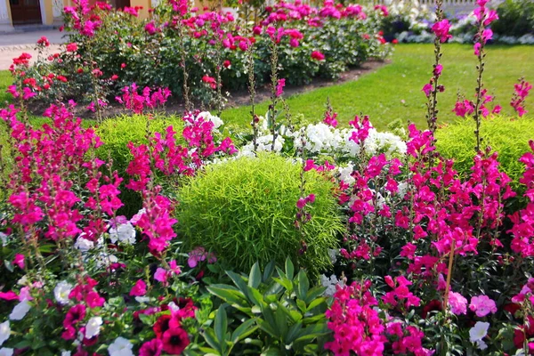 Cama Flores Brillantes Jardín Mayoría Flores Color Rosa Color Fucsia — Foto de Stock