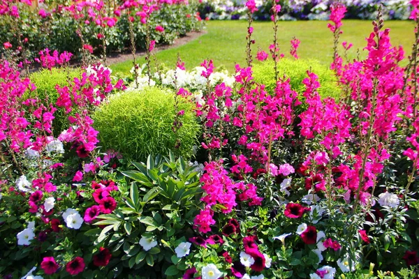 Cama Flores Brillantes Jardín Mayoría Flores Color Rosa Color Fucsia — Foto de Stock