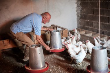 Farmer feeding big farm chickens clipart