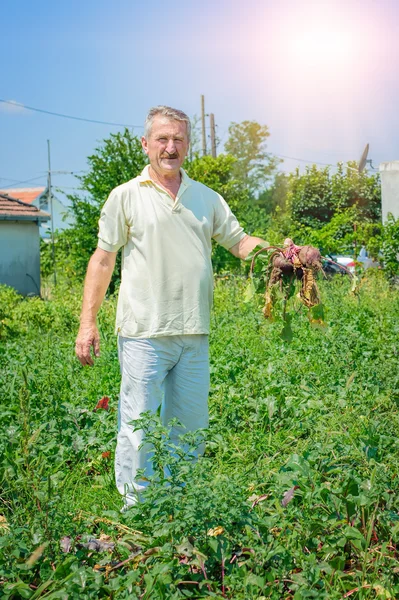 Boer handen met bos van lente-uitjes — Stockfoto