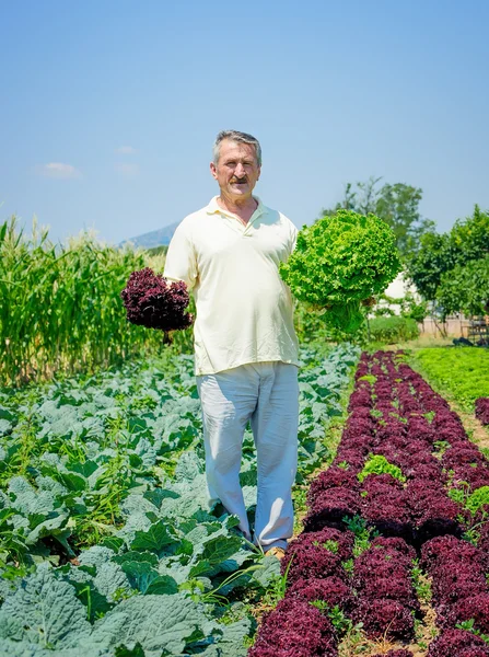 Boer handen bedrijf kool — Stockfoto