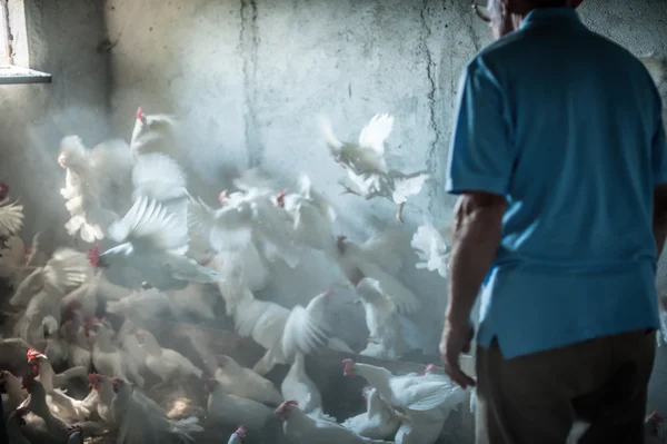 Agricoltore che alimenta grandi polli da fattoria — Foto Stock