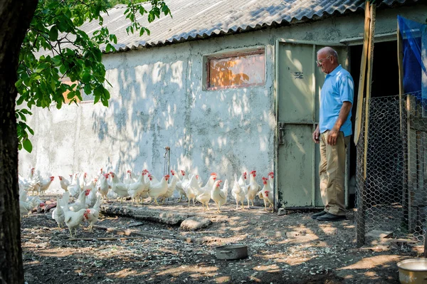 Agricoltore che alimenta grandi polli da fattoria — Foto Stock