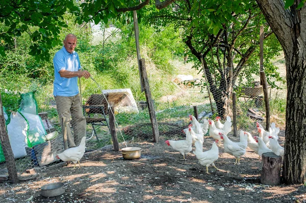 Agricoltore che alimenta grandi polli da fattoria — Foto Stock