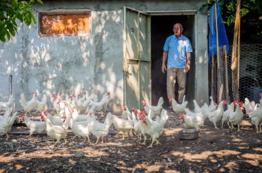 Büyük çiftlik tavuk besleme çiftçi