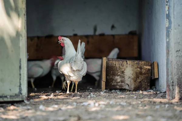 Poulets dans une ferme avicole traditionnelle en plein air — Photo