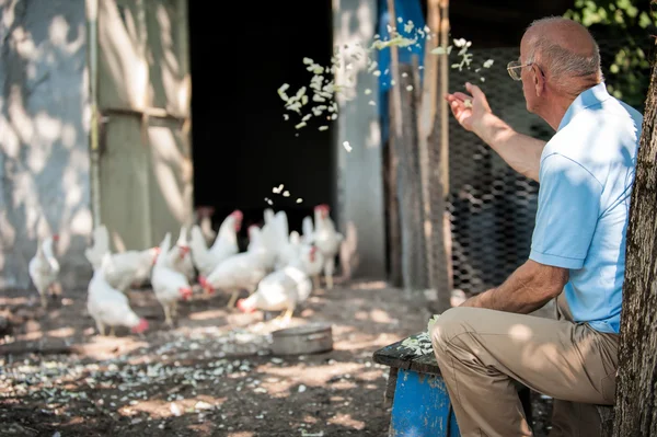 Agricoltore che alimenta grandi polli da fattoria — Foto Stock