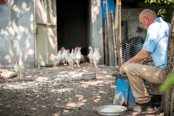 Agricoltore che alimenta grandi polli da fattoria — Foto Stock