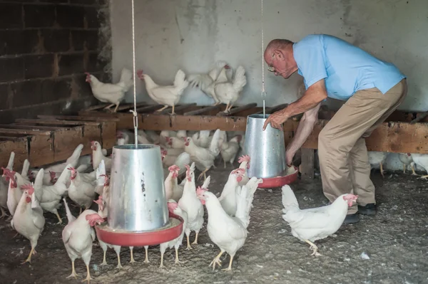 Farmer nourrir les grands poulets de ferme — Photo