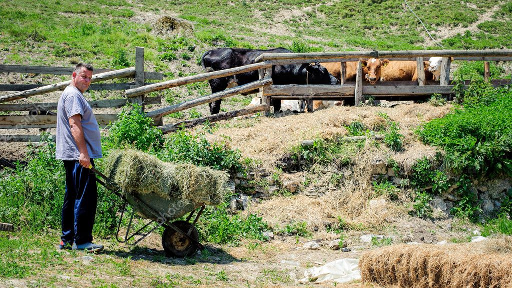 Farmer feeding cows — Stock Photo © guruxox 128221472