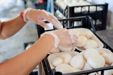 Bir mantar üzerinde taze petrol