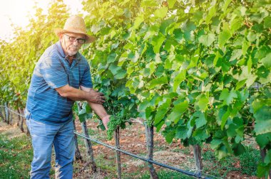Üzüm bağında çalışan bir adam
