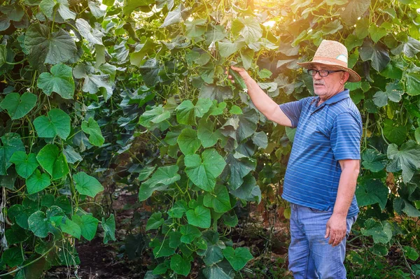 Granjero parece planta de pepinos — Foto de Stock