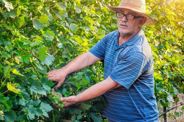 Hombre trabajando en un viñedo — Foto de Stock