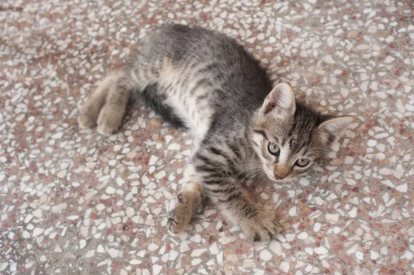 Yerde yatarken güzel tabby yavru kedi — Stok fotoğraf