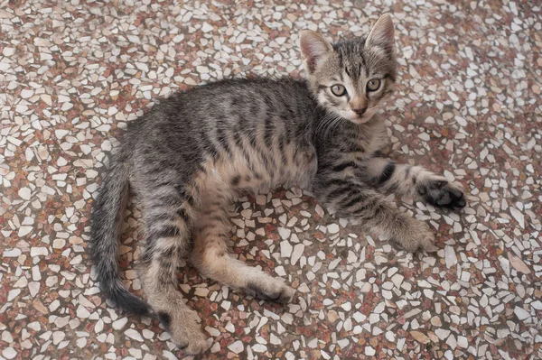 Precioso gatito tabby acostado en el suelo —  Fotos de Stock