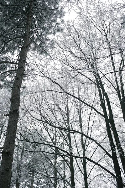 Brouillard magique et forêt gelée d'hiver. Paysage sinistre retour — Photo