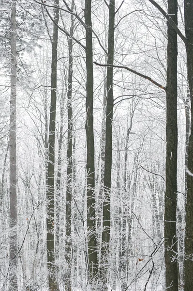Brouillard magique et forêt gelée d'hiver. Paysage sinistre retour — Photo