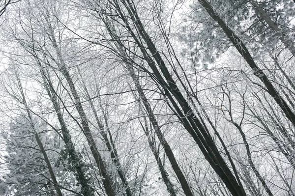 Magiska dimmigt och fryst vinter skog scen. Dimmiga landskap tillbaka — Stockfoto