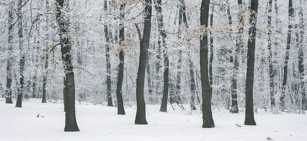 Brouillard magique et forêt gelée d'hiver. Paysage sinistre retour — Photo