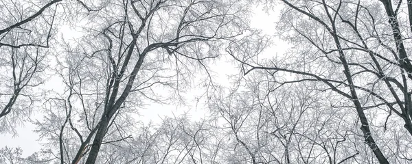 Résumé branches d'arbres gelées. Nature fond d'hiver — Photo