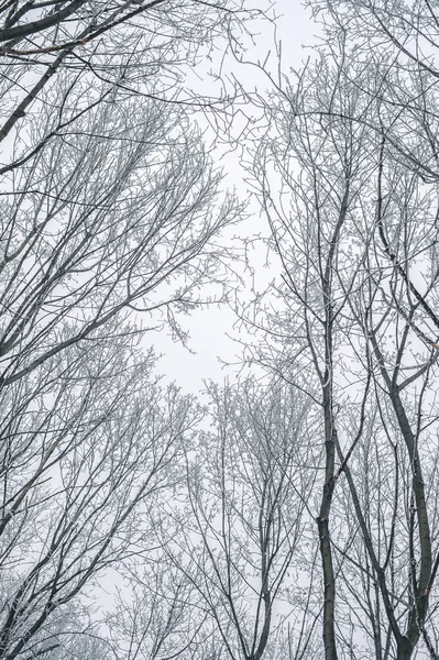 Abstrakta frusna trädgrenar. Natur vinter bakgrund — Stockfoto