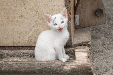 Adoroble küçük yavru kedi evinin önünde oturur