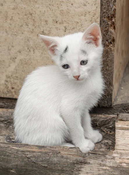 Adoroble anak kucing kecil duduk di depan rumahnya — Stok Foto