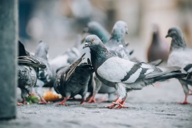 Güvercinler sokakta yiyin. Güvercin kalabalık grup besleme