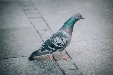 Güvercin sokak. Yakın çekim