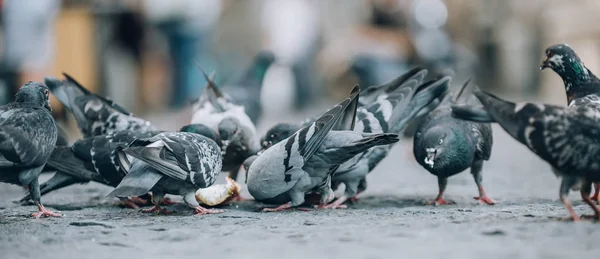 Tauben fressen auf der Straße. Tauben-Massenfütterung — Stockfoto