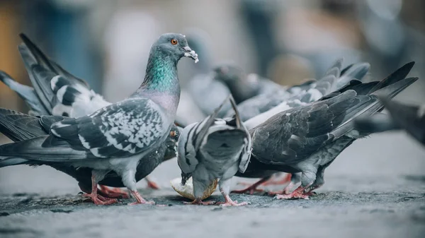 Голуби едят на улице. Толпа голубей — стоковое фото
