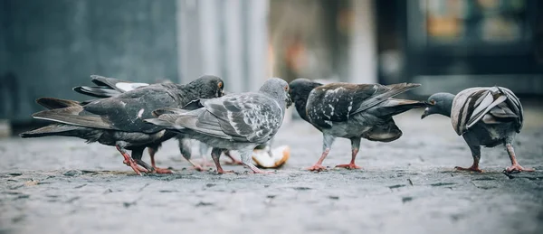 Güvercinler sokakta yiyin. Güvercin kalabalık grup besleme — Stok fotoğraf