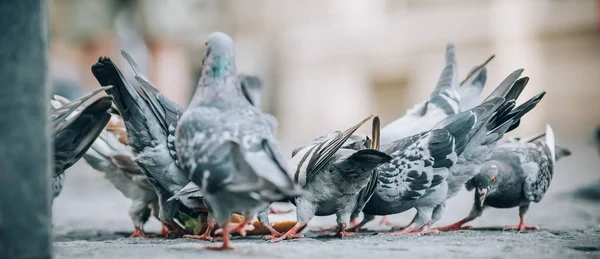 鸽子在街上吃东西。鸽子人群束饲料 — 图库照片