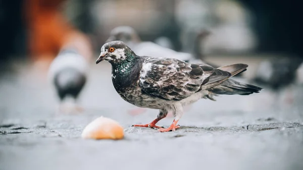 Güvercinler sokakta yiyin. Güvercin kalabalık grup besleme — Stok fotoğraf