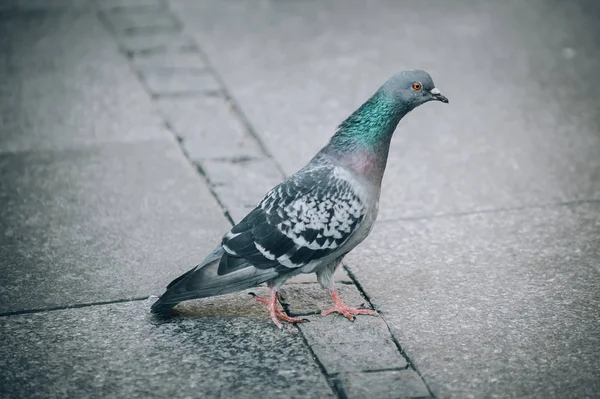 Güvercin sokak. Yakın çekim