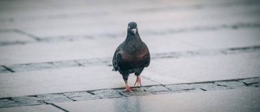 Güvercin sokak. Yakın çekim