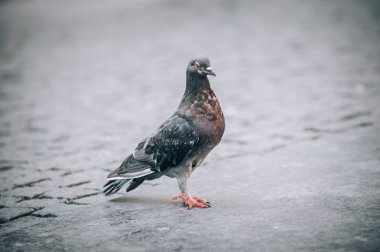 Güvercin sokak. Yakın çekim